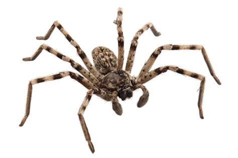 Check spelling or type a new query. Spiders, and Their Amazing Hydraulic Legs and Genitalia ...