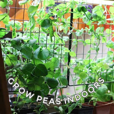 How To Grow Peas Indoors Empress Of Dirt