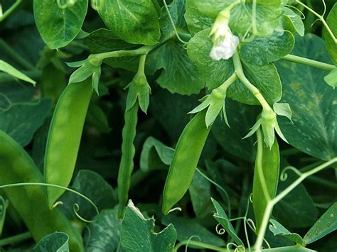 How To Grow Green Peas Gardening Tips And Care Naturebring