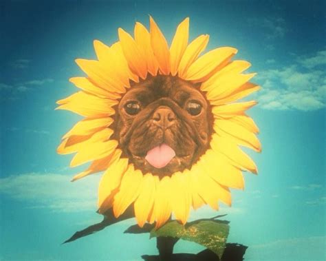 Sunflower Pug Animal Humor Pugs Funny Animals Sunflower Funny