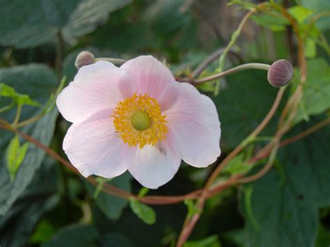 Wir zeigen euch die zehn schönsten und beliebtesten herbstblumen für den garten, die bis in den von wegen! Herbstblumen - Die Herbstblume