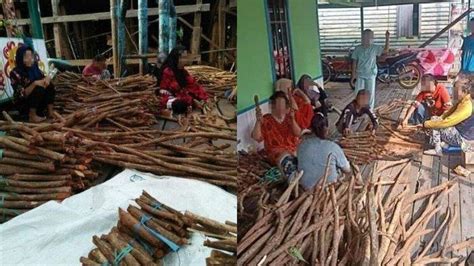 Kalau orang jawa menyebutnya pring. Tanaman Bajakah Disebut Ada di Pulau Bangka, di Sini ...