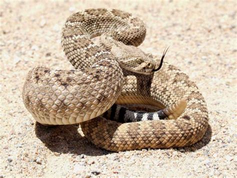 Sidewinder Snake 10 Most Adaptive And Sturdy Sahara Desert Animals