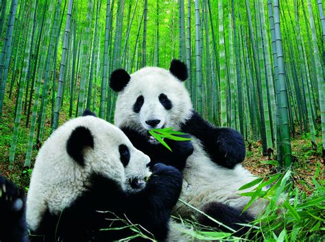 Welcome to the official twitter of panda security! OSO PANDA