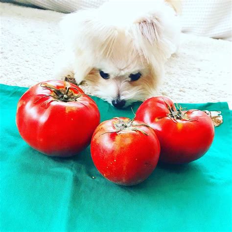 Can Dogs Eat Tomatoes Spoiler Its All About The Right Color The