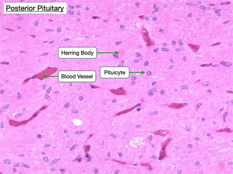 Histology Of The Endocrine System Lab
