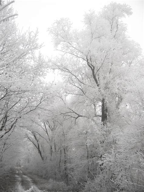 Free Images Tree Nature Forest Branch Cold Black And White Fog
