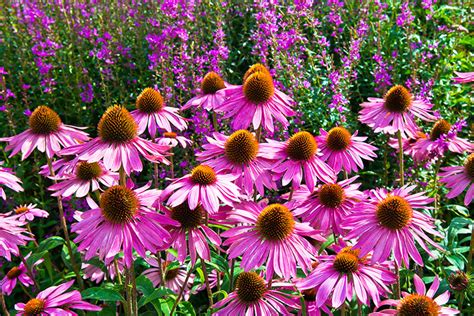 Flowers and herbs can be used to symbolize the hopes and dreams of the bride and groom, and also to thank guests and attendants. The Healing Garden: How to Grow 7 Medicinal Herbs at Home ...