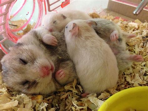 Hamster Babies So Cute Hamster Pics Baby Hamster Hamster Care