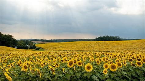 Simply beautiful flowers proudly serves baltimore and the surrounding areas. 50 most beautiful places in Maryland | Acre, Sunflowers ...