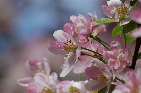 Free Images Cherry Tree Flower Pink Spring Cherry Blossom Flora