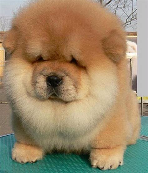 The following information details differences, if any, each breed has from the. 40+ Very Cute Chow Chow Puppies Pictures