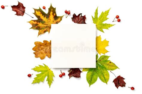 Autumn Composition Frame Made Of Green Yellow Dried Leaves Red Berry