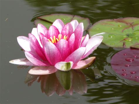 Water Lily Flower Photos Flower Art Lily Pond