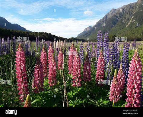 Field Of Pink And Purple Colour Lupins Lupinus Flowers At Meadow