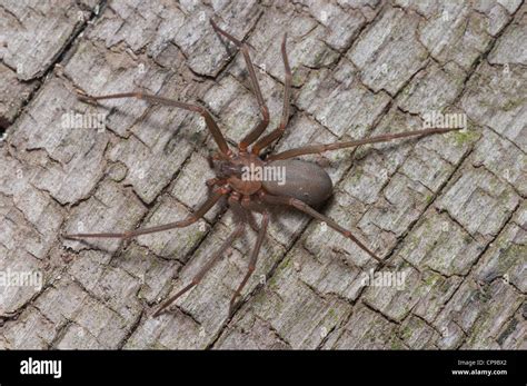 Brown Recluse Spider Loxosceles Reclusa Hi Res Stock Photography And