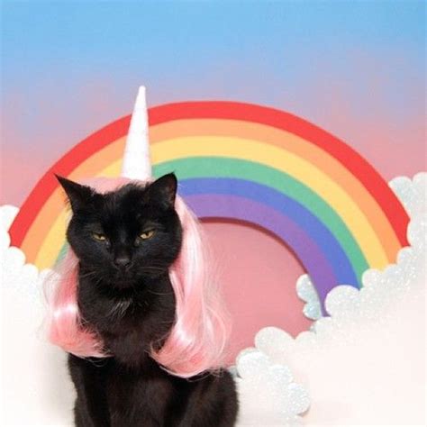 44 Best Images About Rainbow Unicorn Kittehs On Pinterest Cats