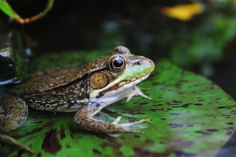 Brown Frog On Lily Pad Photo Free Animal Image On Unsplash