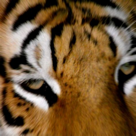 Tiger Face Free Stock Photo Public Domain Pictures