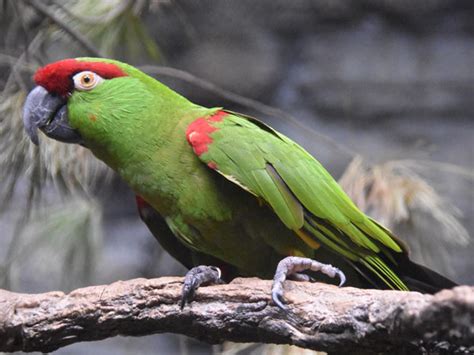 Rhynchopsitta Pachyrhyncha Thick Billed Parrot In Zoos