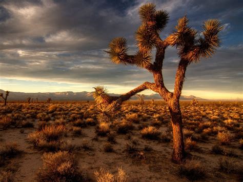 Free Download Joshua Tree Wallpapers 1600x1200 For Your Desktop