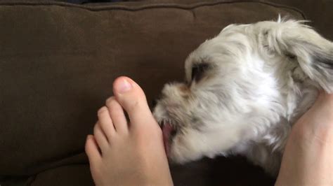 My Dog Licking My Feet 8 Youtube