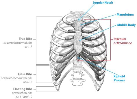 Diagram of back diagram lower back skeleton wiring diagrams interval. Breast Bone Diagram Female. Slide show: Female breast anatomy - Mayo Clinic