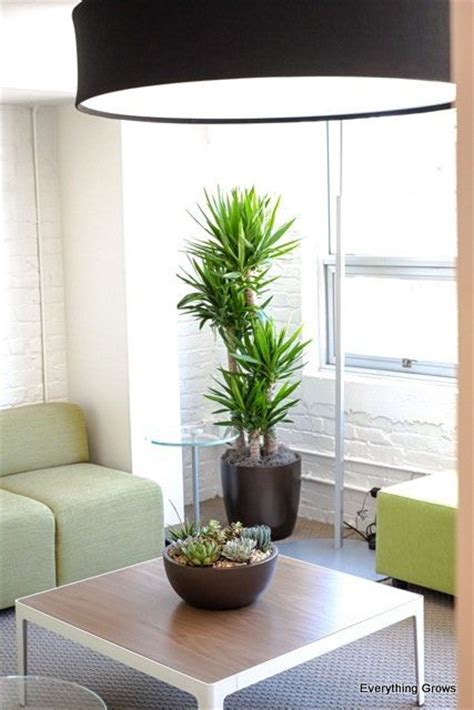 34 Best Indoor Plants Modern Design Images On Pinterest
