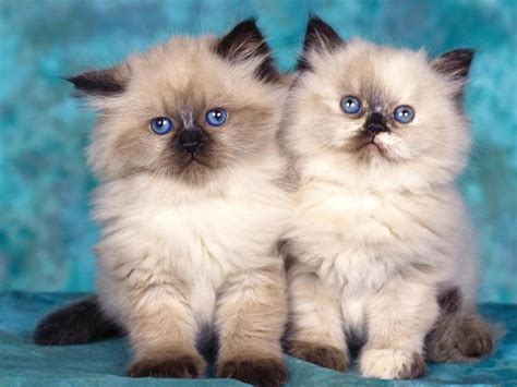 Aku jua galat satu pecinta hewan yg satu ini. Gambar Kucing Persia Lucu dan Imut