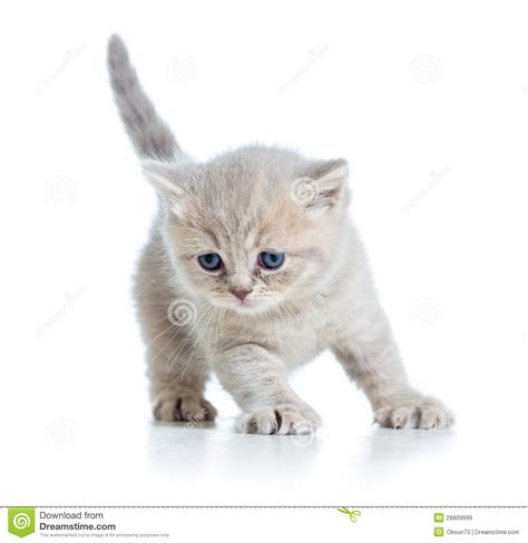 See kitten stock video clips. Grey Cat Scottish Kitten On White Background Royalty Free ...