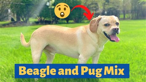 Beagle And Pug Mix Breed Puggle A To Z Complete Guide About Puggles