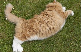 Disebut ovariohysterectomy dalam istilah medis, operasi pembilasan membuat kucing tidak dapat berkembang biak dengan membuang organ reproduksinya. hukum memandulkan kucing dalam islam,memelihara kucing ...