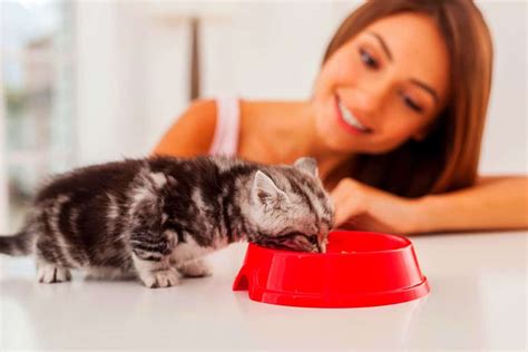 Maybe you would like to learn more about one of these? 5 Best Wet Cat Foods for Kittens: Top Reviews 2020 | PLW