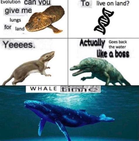 Whale Time Meme By Thetrashman Memedroid