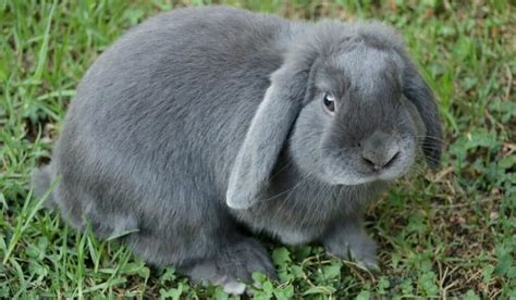 Mini Lop Rabbit Diet Size Breeding Housing Care Guide Hutch