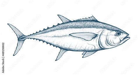 Tuna Fish Vector Sketch Bigeye Yellowfin Albacore Tuna Ocean Fish