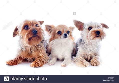 Yorkshire Terriers Hi Res Stock Photography And Images Alamy