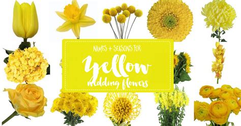 Names And Types Of Yellow Wedding Flowers With Pics Flower Tips
