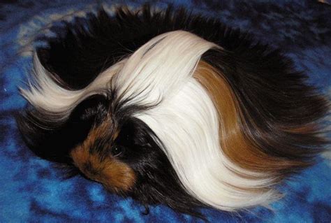 30 Guinea Pigs With The Most Majestic Hair Ever Bored Panda