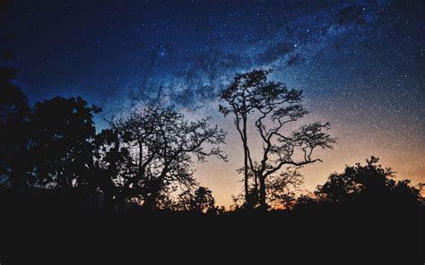 2560x1600 Resolution Trees Night Stars 2560x1600 Resolution Wallpaper