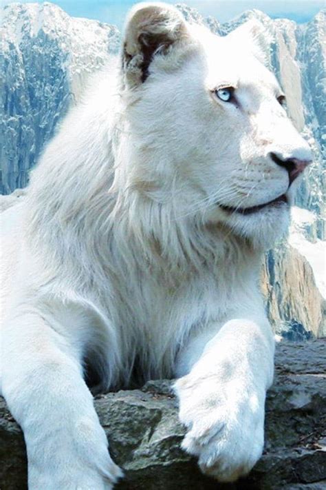 White Lion Images 64 Wallpapers Adorable Wallpapers