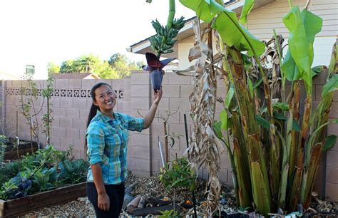 Growing Edible Plant Scene In Phoenix Brings Native Fruits