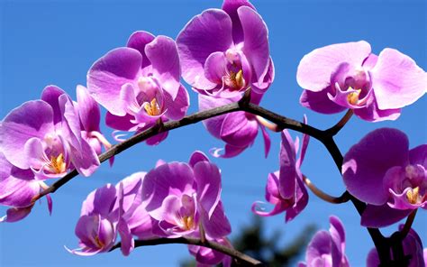 Download Wallpaper 3840x2400 Orchid Flower Branch Sky Ultra Hd 4k Hd