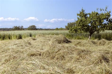 Hay Drying Stock Image Image Of Grass Haystack Green 41995257