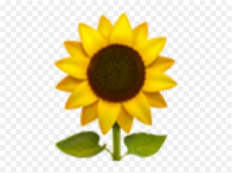 Sunflower Emoji Transparent And Png Clipart Free Download Iphone