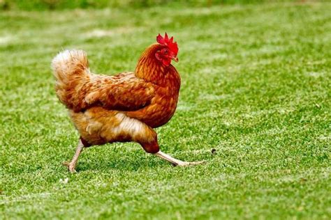 Which Chicken Is Better Pasture Raised Vs Organic Vs Free Range — The