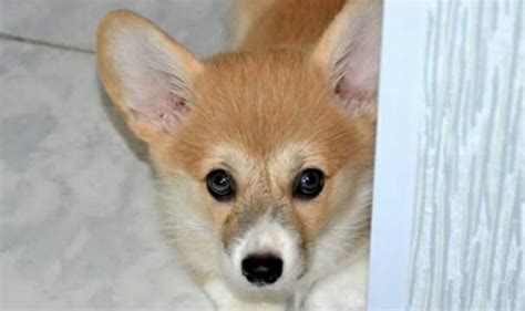 15 Facts About Corgis You Didnt Know Petpress