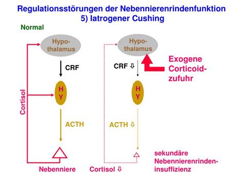 Zusätzlich kann kortison die zellwände stabilisieren und so den austritt von zellwasser ins gewebe verhindern. PPT - Die unbekannte Funktion der Nebenniere sichert ...
