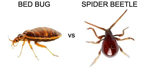 Bed Bugs Vs Spider Beetles Pest Hacks