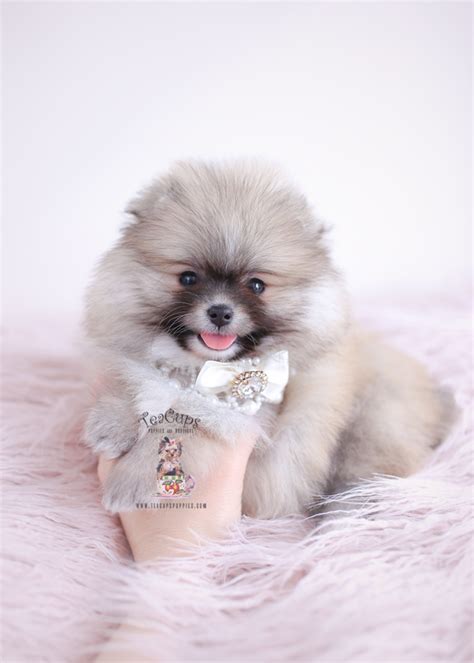 Wolf Sable Pomeranian Puppy For Sale Teacup Puppies 266 A Teacup